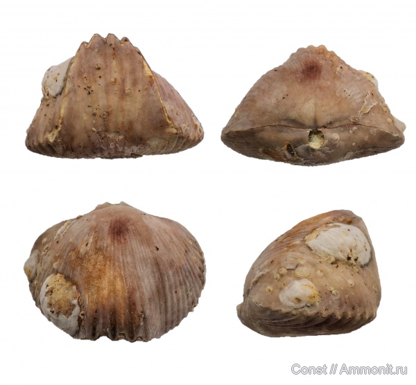 брахиоподы, Ripidiorhynchus, Camarotoechia, Microconchida, Rhynchonellida, обрастание, брахиопода-прилипала, Взаимоотношения Epizoans-Epizoans