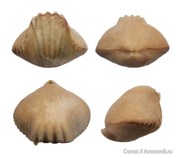 брахиоподы, Ripidiorhynchus, Camarotoechia, Rhynchonellida, обрастание, Cornulites