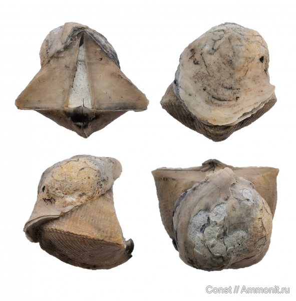 Cyrtospirifer, Spiriferida, Двустворка-прилипала