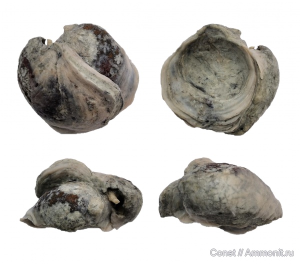 Двустворка-прилипала