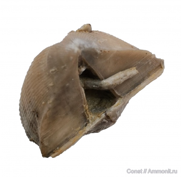 Cyrtospirifer, Spiriferida, ножки брахиопод, brachiopod pedicle