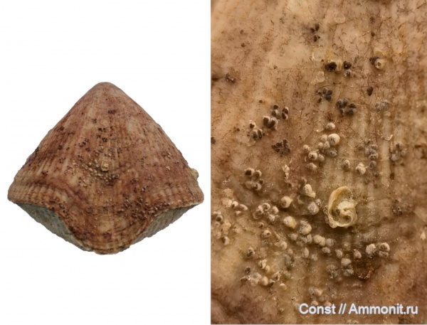 Cyrtospirifer, Spiriferida, Epizoans, Ascodictyon, Cyrtospirifer markovskii