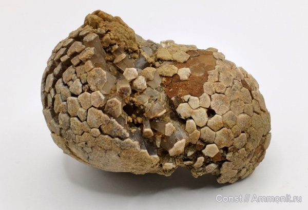 иглокожие, ордовик, Echinosphaerites, Cystoidea, Rhombifera, Ordovician, Echinosphaerites pogrebovi