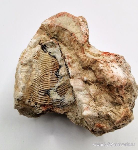 Chaetetes, Conularia