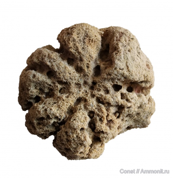 Caryospongia, Caryospongia diadema