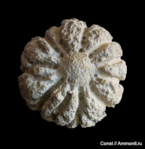 Caryospongia, caryospongia edita