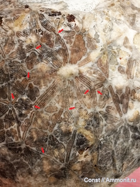 Echinosphaerites, Cystoidea, Rhombifera