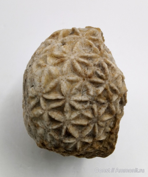 Cystoidea, Heliocrinites, Rhombifera