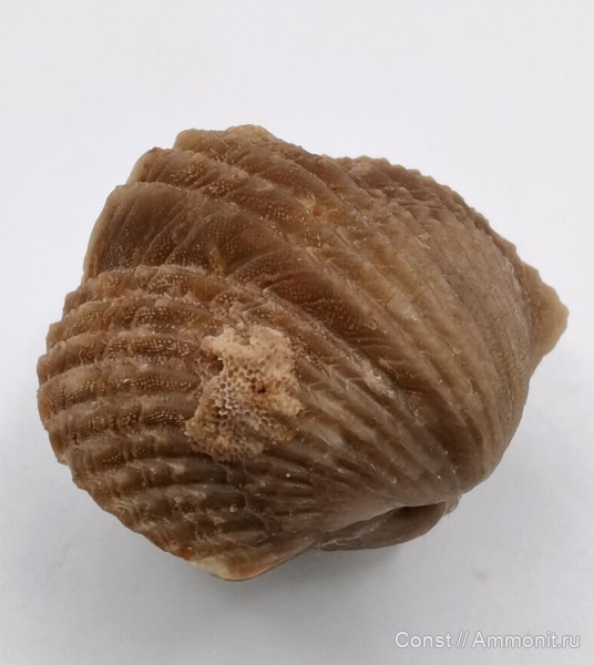 Platystrophia, Orthida, Platystrophiidae, Platystrophia pogrebovi