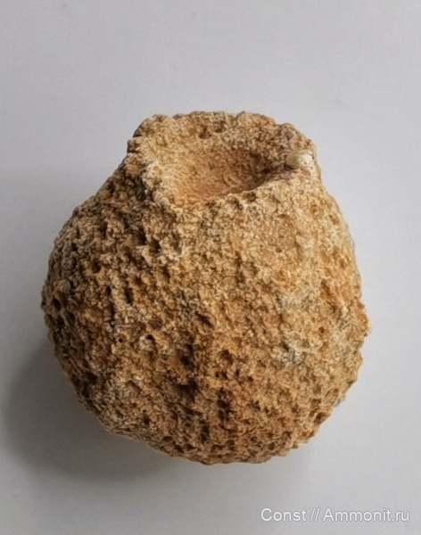 Caryospongia, Carpospongia