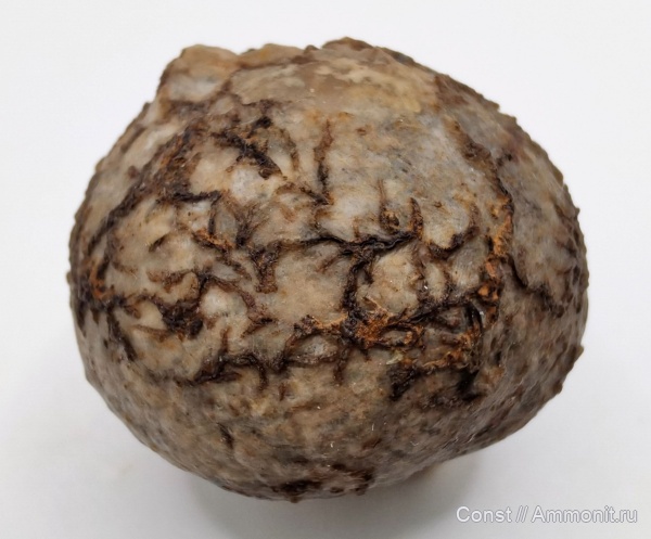 Hormograptus, Hormograptus sphaericola