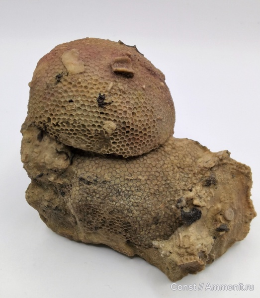 Mastopora, Mastopora concava