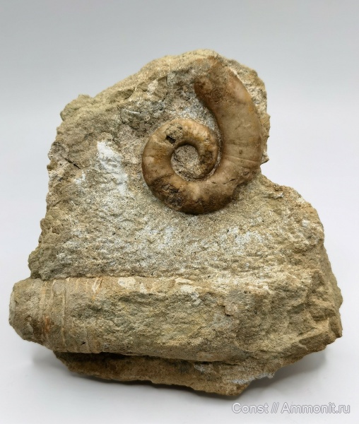 Estonioceras, Nautiloidea, Tarphycerida