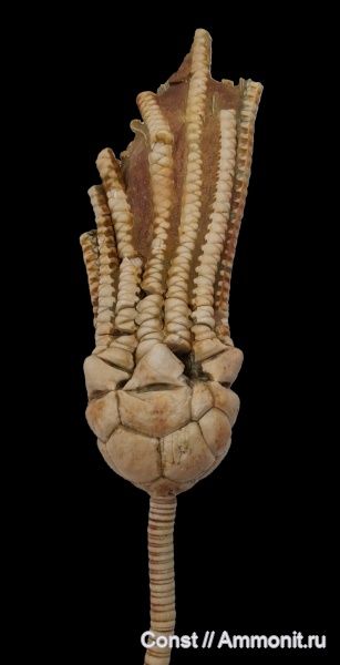 Ulocrinus, Cromyocrinidae, Ulocrinus neverovoensis