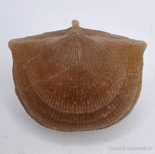 Hemipronites, Hemipronites imbricata