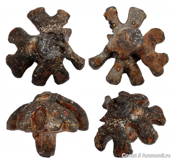 Troegerella, Troegerella quadrifurcata