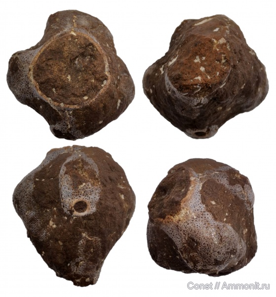 Troegerella, Troegerella quadrilobata