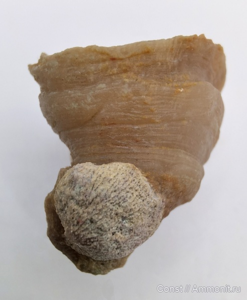 Dianulites, Craniida, philhedra, Epizoans