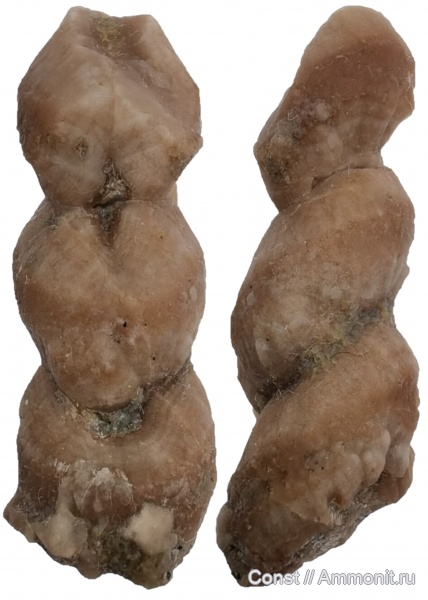 Endocerida, conellae