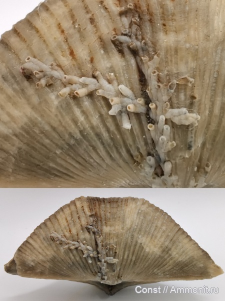 Cyrtospirifer, Cyrtospirifer rudkinensis, Hederella, Spiriferida