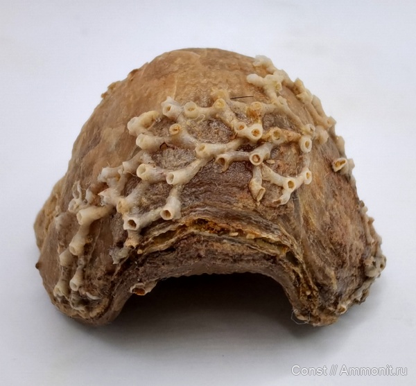 Aulopora, Atrypa, Atrypida, Auloporida