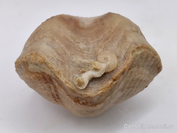 Ripidiorhynchus, Camarotoechia, Microconchida, Rhynchonellida, Cornulites