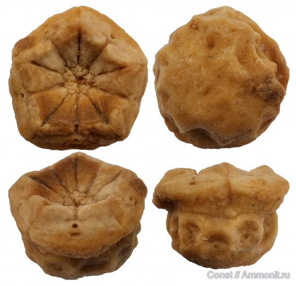 Comatulida, Thiolliericrinus