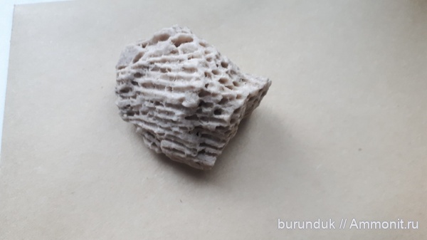 кораллы, Самарская область