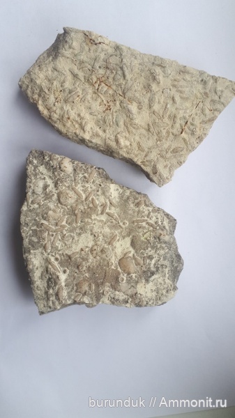 палеозой, Самарская область, фузулиниды