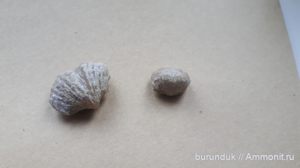 брахиоподы, палеозой, Самарская область