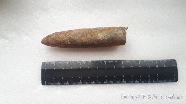 белемниты, Самарская область, Кашпир