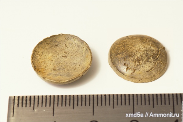 белемниты, юрский период, Владимирская область