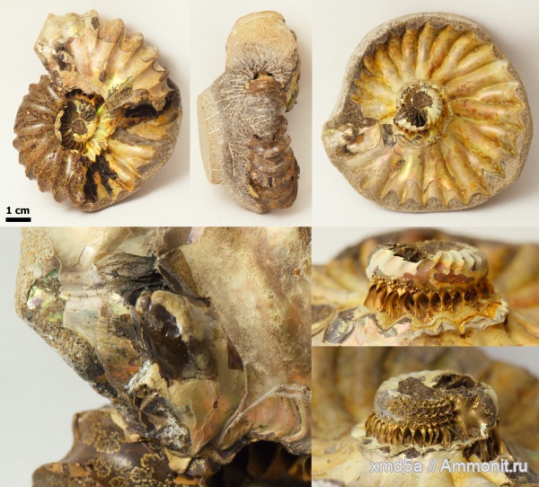 Arcthoplites, Владимирская область, Ammonoidea, Arcthoplites gerassimovi, Albian