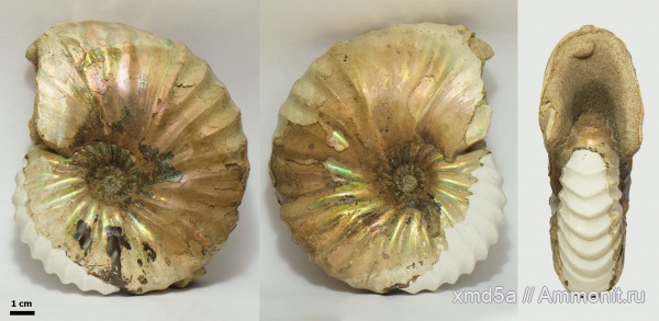 Arcthoplites, Владимирская область, Ammonoidea, Albian