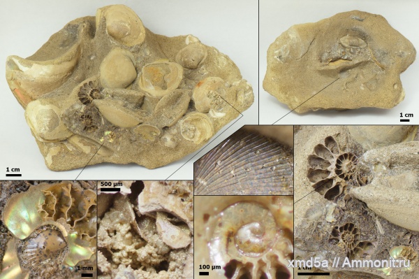 двустворчатые моллюски, Arcthoplites, Владимирская область, Ammonoidea, аммонителла, Albian