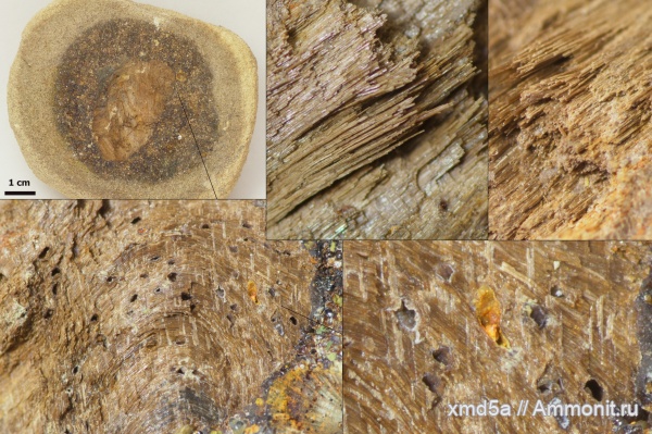 окаменевшее дерево, Владимирская область, Albian