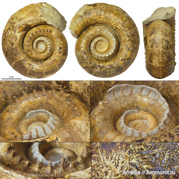 гетероморфные аммониты, Lytoceras, Lytoceratina, Cicatrites, Cicatrites abichi, Aptian