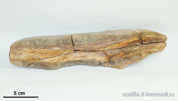 окаменевшее дерево, Владимирская область, Albian