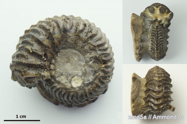 юрский период, Vertumniceras, Владимирская область