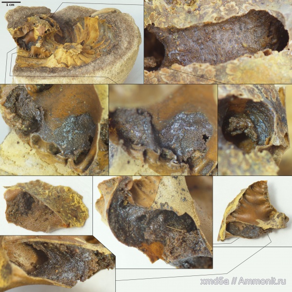 Arcthoplites, Владимирская область, Ammonoidea, мембраны, Albian, Cretacious