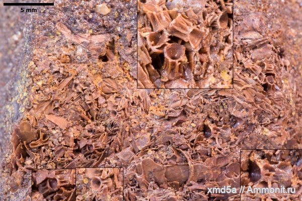 Владимирская область, позвонки рыб, костные рыбы