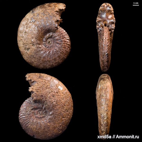 Казахстан, Hoplitidae, Ammonoidea, Anahoplites planus, Anahoplites, Albian, Cretaceous
