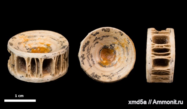 хрящевые рыбы, позвонки, Lamniformes