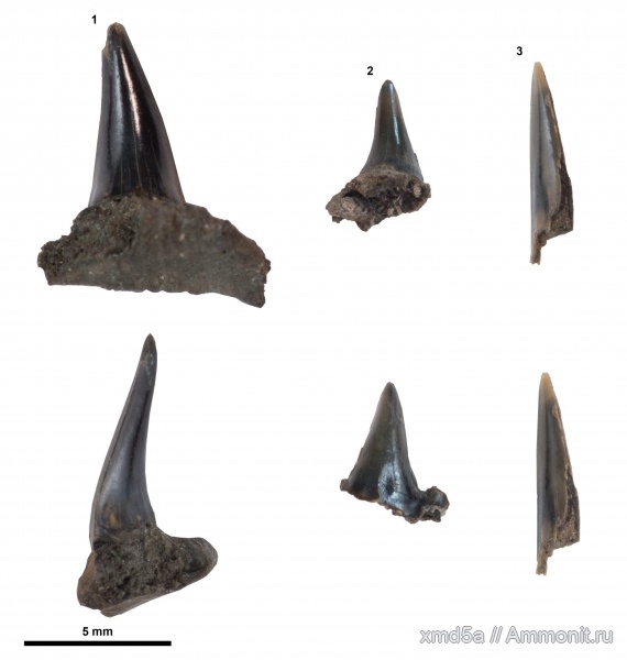 Sphenodus, зубы акул