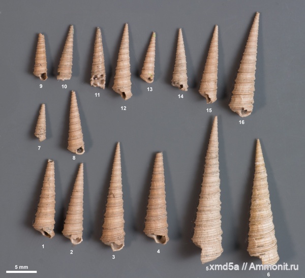 Clathrobaculus, Gastropoda