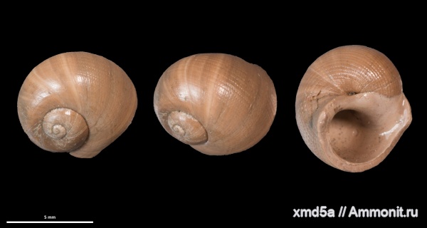 Gastropoda, Naricopsina