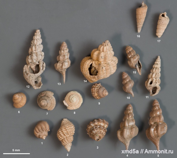 Purpurina, Gastropoda, Maturifusus, Gerasimovcyclus lahuseni, Gerasimovcyclus, purpurina plicata, Pietteia