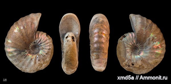 Arcthoplites, Владимирская область, Ammonoidea, Arcthoplites bogoslowskyi, Albian, Cretacious
