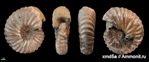 Arcthoplites, Владимирская область, Ammonoidea, Arcthoplites bogoslowskyi, Albian