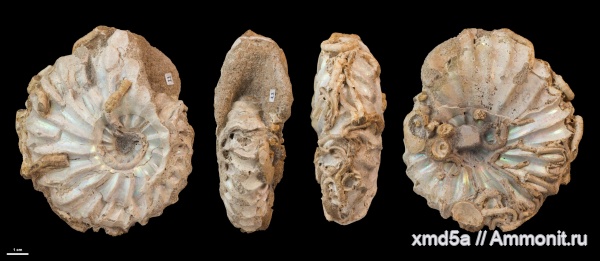 Serpula, Arcthoplites, Владимирская область, Ammonoidea, Albian